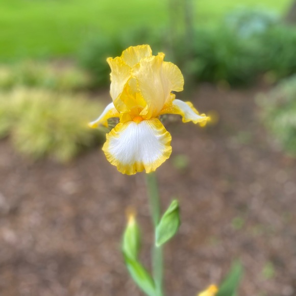 SHOE/BOOT-BOGO 1/2 OFF SALE•see below - Picture 15 of 16